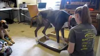 How To Bag A Great Dane