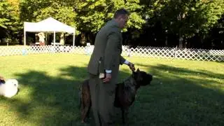 Bravo Kennel's Chula - Arba New Jersey Classic - Runner Up Best In Show