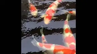 Yume koi 2014