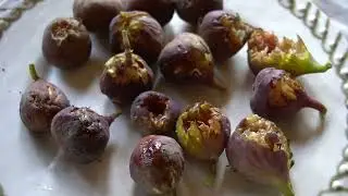 Birds eating my Figs easily fixed