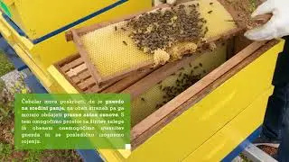Urbano čebelarstvo - kako se vzdržuje čebelji panj