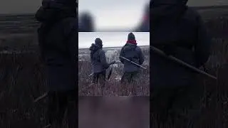 Fight between a polar bear and a man. Man attacks