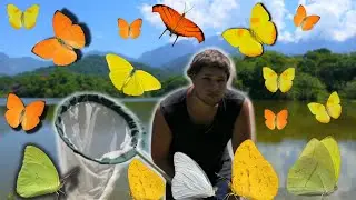 Butterfly SWARM! Mud-puddling Butterflies in Brazil (Atlantic rainforest)