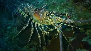 A Very Lobster Christmas from St Kitts