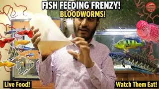 Feeding Blood worms to fish | Benefits of Bloodworms for fish, Dried blood worms & Live Bloodworms 