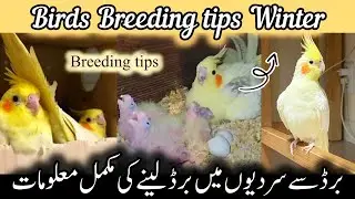 Birds Breeding Tips in Winter 2026 | Budgies, Cockatiel bird & Finch Care Guide Urdu/Hindi
