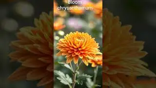 Bloom Chrysanthemum #cute #flowers #chrysanthemumflowers