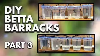 DIY BETTA BARRACKS PART 3