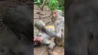 Healing a Monkey's Wound with Love #Qianling Mountain Monkeys #Qianling Mountain Park...