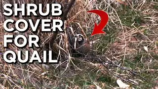 The Importance Of Shrubby Cover For Quail, Deer And Other Wildlife