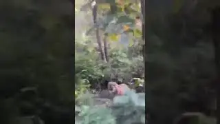 Tirumala Ghatroad we see suddenly  tiger 🐅