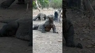 GUYS😬😬 Here Comes the Boss😅‼️ #shorts #americanviewers #komodo #wildlife #animals #natureismetal