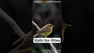 Vjolin tax-Xitwa (Chiffcaff) @APSBankMT @thealfmizzifoundation @ERA @MEF