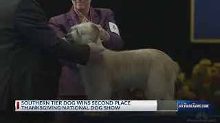 Southern Tier dog wins second place Thanksgiving National Dog Show