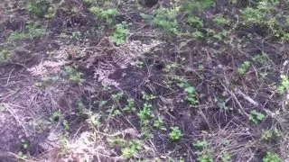 FIND THE MORELS:   Morel Mushroom Hunting in Southern Oregon  (Bonus 3 - Hardest)