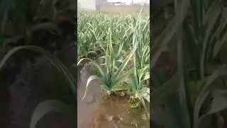 G1 GARLIC IRRIGATION |G1 LUHSAN