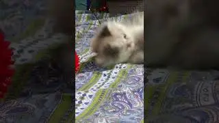 Meet Kelly: Tiny Furball&rsquo;s Big Play#KittenPlaytime #kittenlove #kittysoftpaws#trendingshorts