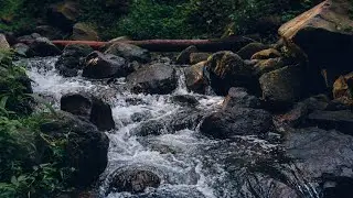 Soothing Forest Stream ASMR | Calming River Sounds for Sleeping | Peaceful Forest River Ambience