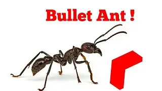 Bullet Ant Sting challenge