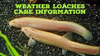 Weather loach species profile