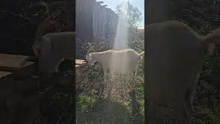 Goat 1, Me 0 #farmvlog #farmfails #goatfarming #goats #farming #farmlife #goatmilking