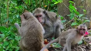 Jazzy monkey visit to Jade family near wood root Snay