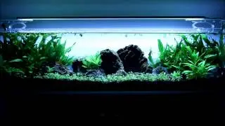 Обновление аквариума Mr. Aqua объемом 12 галлонов с растениями &mdash; неделя 6