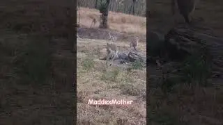 #down under # Australian # Australia # aussie# mother # kangaroos # wallabies #bush land#Adventure