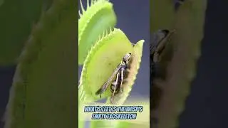 Venus Flytrap Post Meal - Wasp Exoskeleton Revealed After Flytrap Finishes Eating