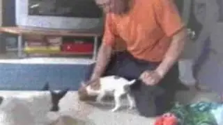 Doggie Tricks