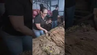 SLIPPERY ROCK CIGARS / Esteban Carreras Cigars