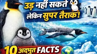 पेंगुइन के 10 अद्भुत तथ्य🐧। Penguin Facts in Hindi। Amazing Penguin Documentary। #Penguin #Wildlife 