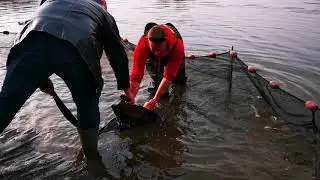 Yoshikigoi Farm Chocim koło Turku. #koi #koipond #karp