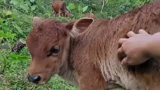 Tìm Con Bê Đi Lạc@!!