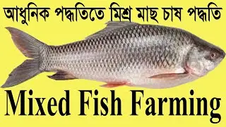 আধুনিক পদ্ধতিতে মিশ্র মাছ চাষ / Rui,Katla,Mixed fish farming / A 2 Z প্লান/Fishing