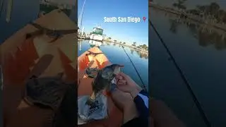 Spotted bay bass fishing #spottedbaybass #spottedbass #fishing #sandiegofishing #fishinglife #ocean