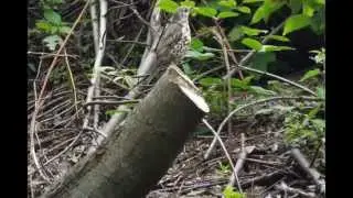 2015 - A Calder Valley Wildlife Year