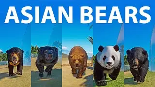 Asian Bear Species Speed Races in Planet Zoo included Sloth Bear, Sun Bear, Panda, Brown bear