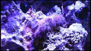 Purple Algae
