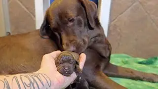 1 Day Old Chocolate Lab Puppies!