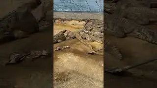 How to feed crocodile 46