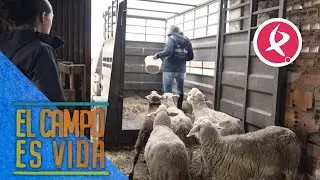 Las madres vuelven a las rastrojeras | El campo es vida