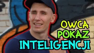 OWCA POKAZ INTELIGENCJI
