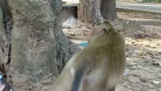 The monkeys at Angkor Wat 