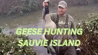 Geese hunting on Sauvie Island, Oregon 10/31/2020