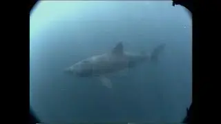Sharks and shipwrecks in Southern New England