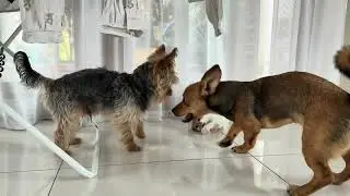 Animal team in action: cooperation, love, and a little silliness! #FunnyAnimals #UnlikelyFriends