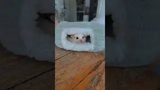 sugar glider leucistic!! #sugarglider #youtubeshorts #subscribe #shorts #suga #fyp