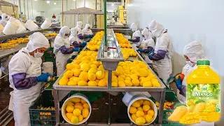 Mango Juice Making Process | Modern Mango Harvesting Technology | How Mango Juice Is Made