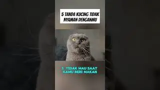 5 tanda kucing tidak nyaman denganmu
